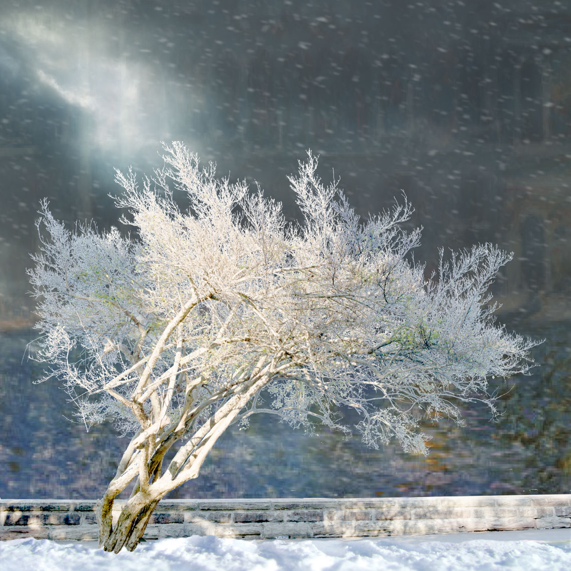 gosttreebotanicgarden-snow