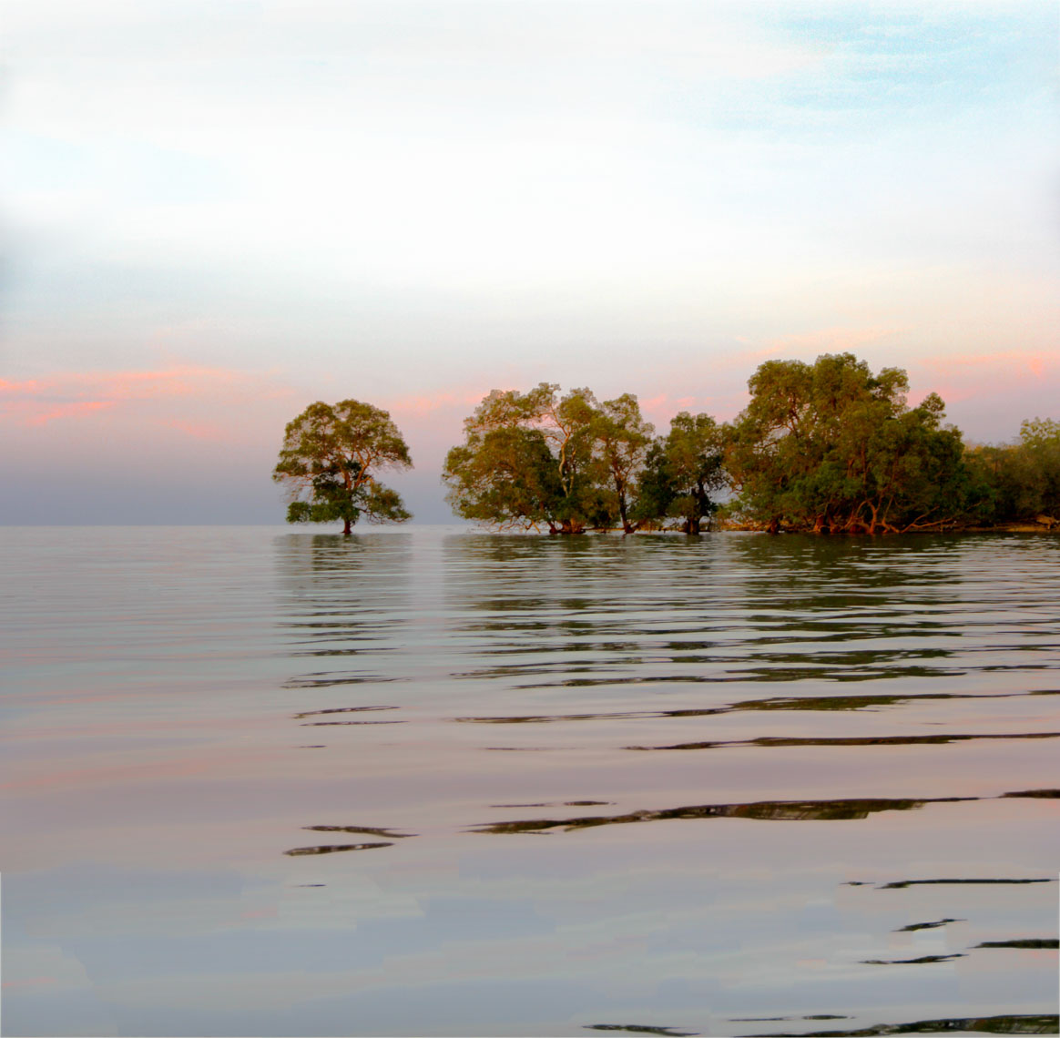 mangroves bali